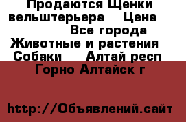 Продаются Щенки вельштерьера  › Цена ­ 27 000 - Все города Животные и растения » Собаки   . Алтай респ.,Горно-Алтайск г.